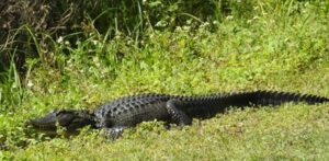 Caza-controlada-de-caimanes-en-Florida_.jpg