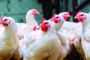 La-gripe-aviar-en-Brasil-preocupa-a-21-paises-y-bloques_.jpg
